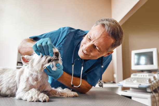 Best 24-Hour Emergency Dentist in East Bakersfield, CA